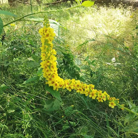 Niebieska Fala * רובי