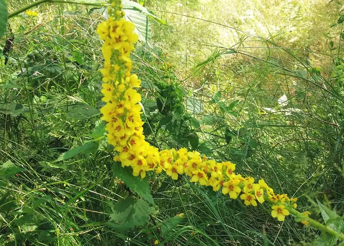 Niebieska Fala * 罗威